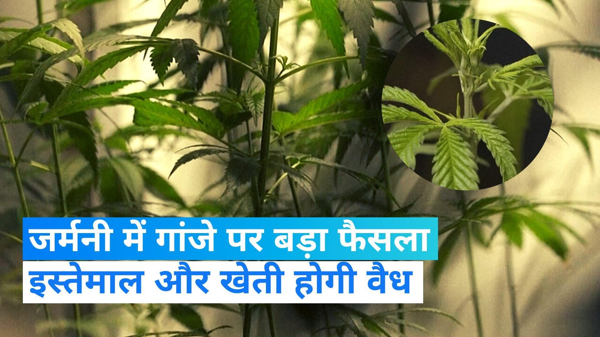 Germany में जल्द लीगल होगा गांजे का इस्तेमाल और खेती, कैबिनेट ने दी मंजूरी