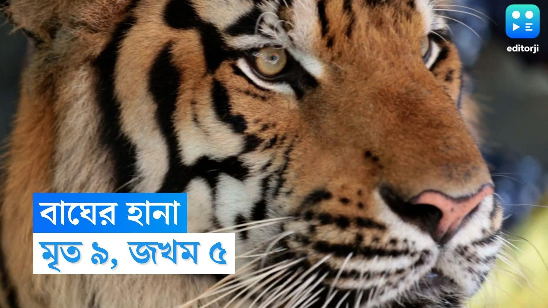 Bihar Tiger News : বিহারের পশ্চিম চম্পারনে নরখাদকের দাপট, মৃত ৯, দেখা মাত্র গুলির নির্দেশ