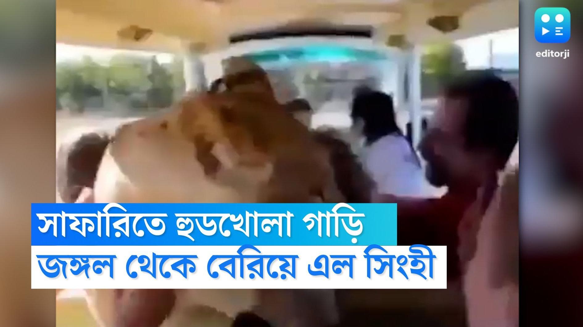 Jungle Safari: সাফারিতে পর্যটকদের হুডখোলা গাড়িতে ঝাঁপিয়ে পড়ল সিংহী, দেখুন ভিডিয়ো