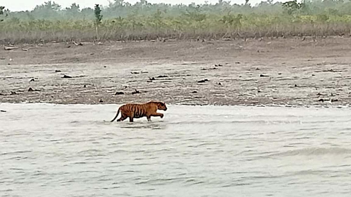 Kultoli Royal Bengal Tiger update : হাঁফ ছাড়ল কুলতলি, জঙ্গলে ফিরল রয়‍্যাল বেঙ্গল