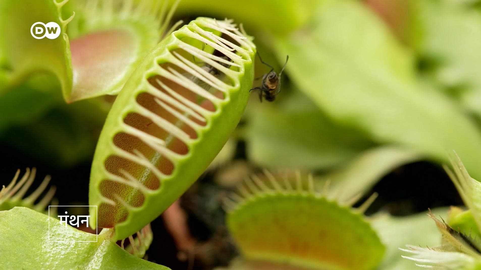 मांसाहारी पौधों की 800 से ज्यादा प्रजातियां