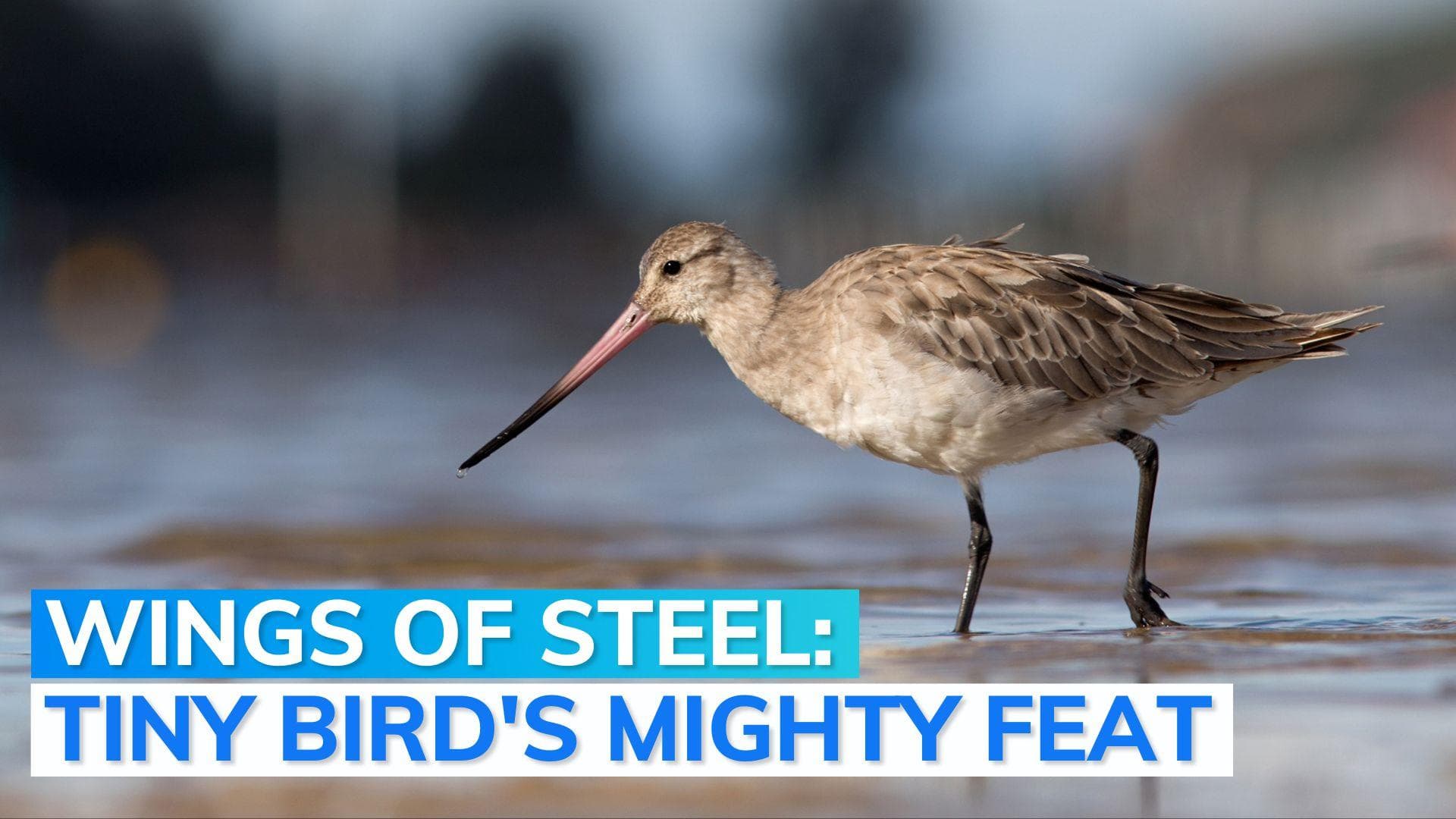 5-month-old bird flies 13,560 km nonstop in 11 days: a new world record