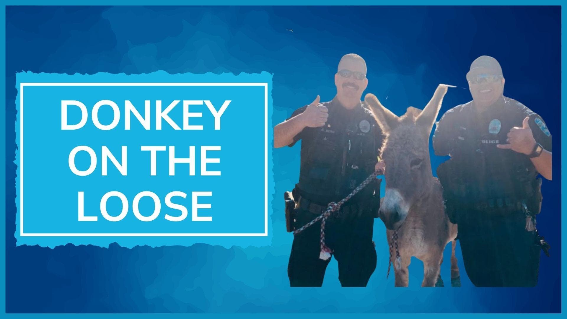 Kevin the donkey's great escape adventure