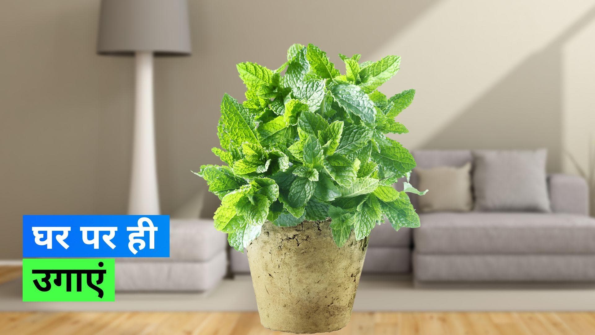 Mint at Home: घर पर बिना मिट्टी के उगाएं पुदीना, बड़ा ही आसान है तरीका