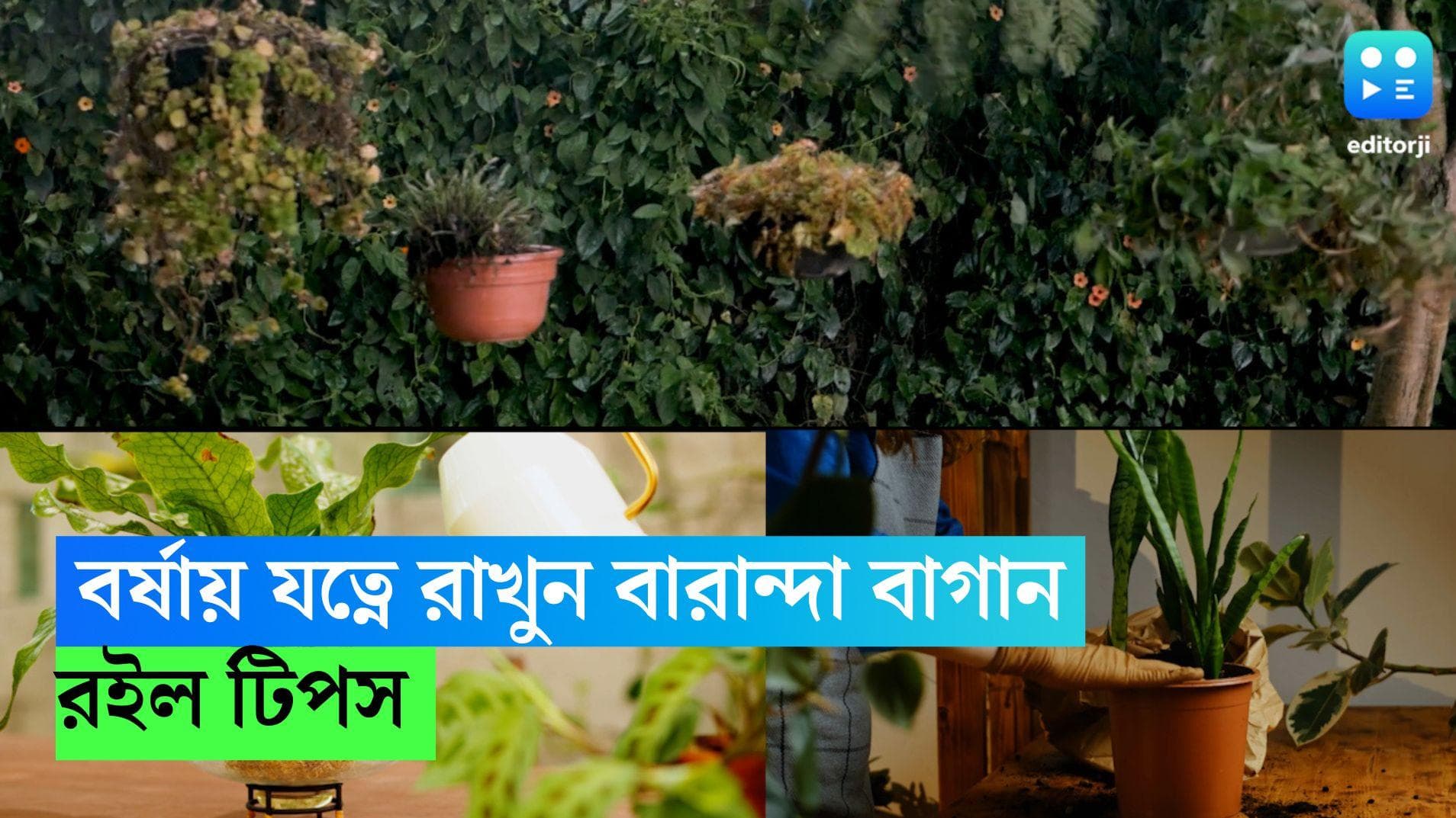 Gardening Tips: যখন তখন মুষলধারে বৃষ্টি, রইল বারান্দার গাছগুলিকে যত্নে রাখার টিপস