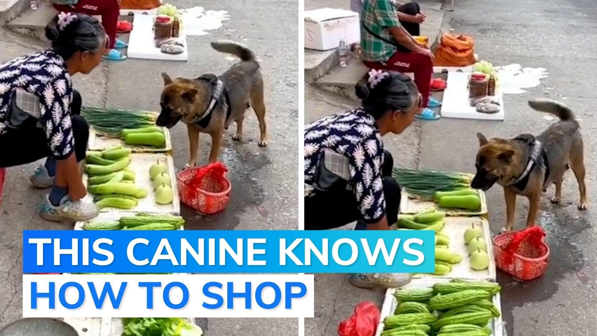 Watch: dog's grocery shopping skills leave netizens amazed 