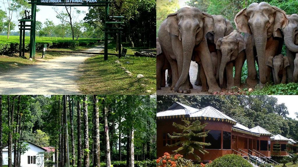 Dooars Tour: পুজোয় ঘুরে আসুন ডুয়ার্সের গরুমারা,চাপড়ামারির জঙ্গল, পাহাড়,জঙ্গলের কম্বো অফার