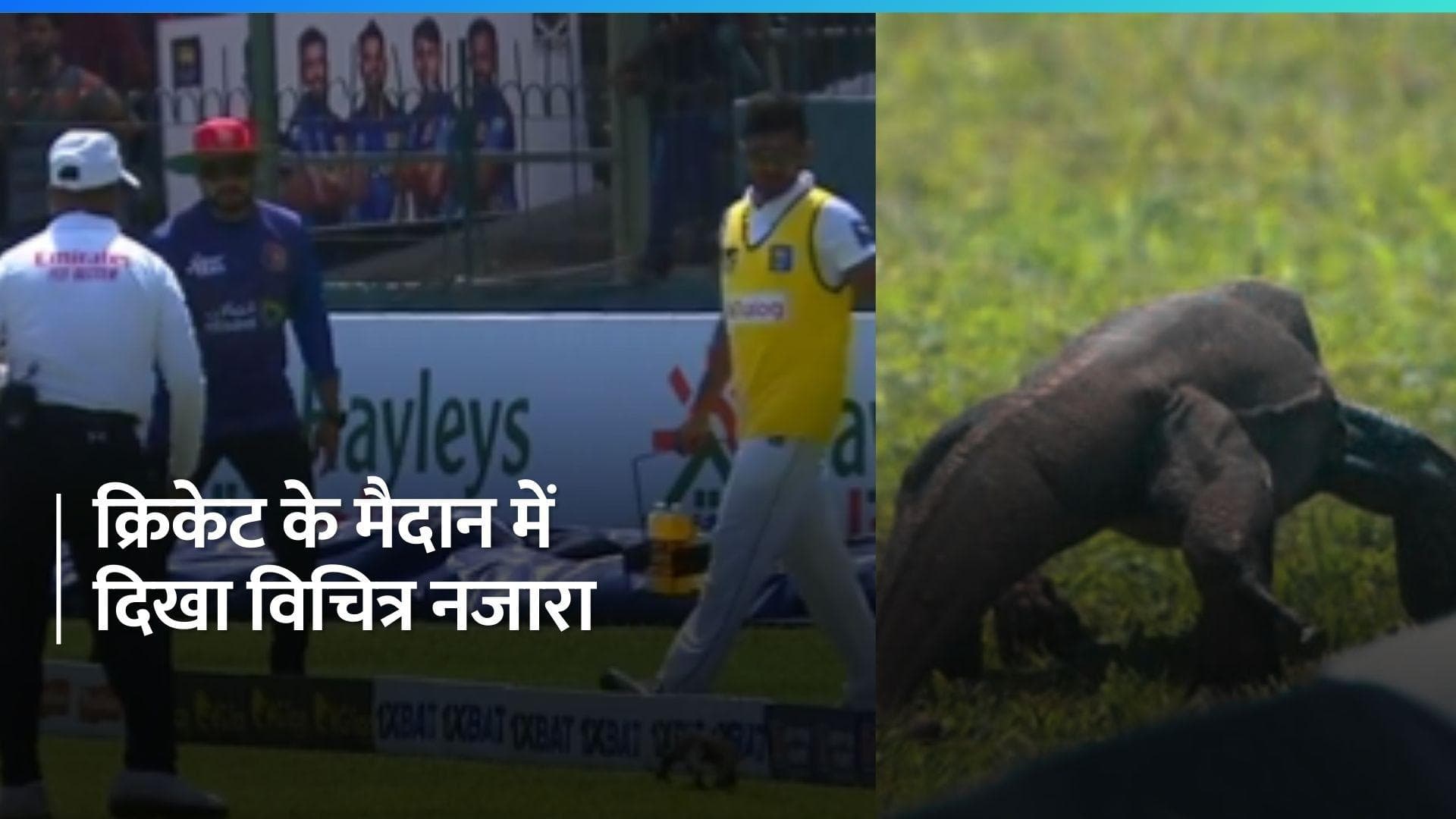 SL vs AFG: टेस्ट मैच के दौरान मैदान में घुस आई मॉनिटर छिपकली, वीडियो ने उडाए फैंस के होश