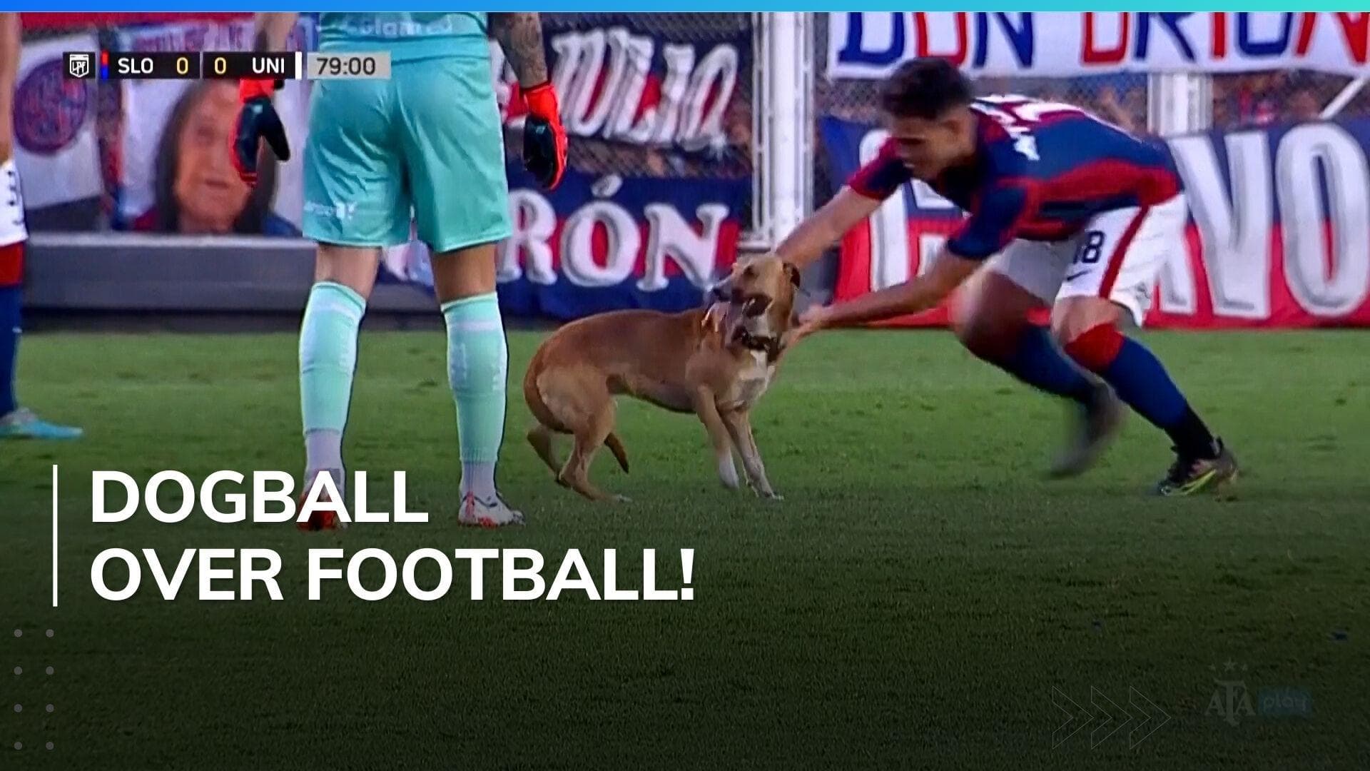 Watch! Runaway dog steals show in a football match | Argentine Primera Division