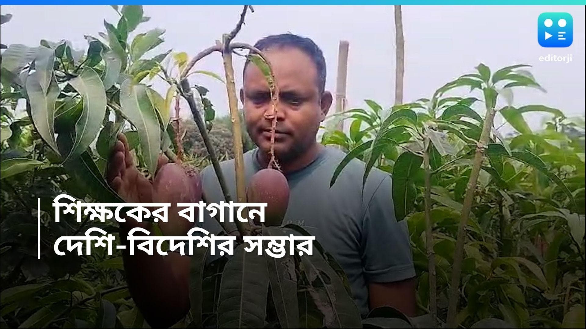 Mango Cultivation :  কোচবিহারের মাটিতে বিদেশি আম চাষ, নজির গড়লেন পেশায় শিক্ষক রূপম 