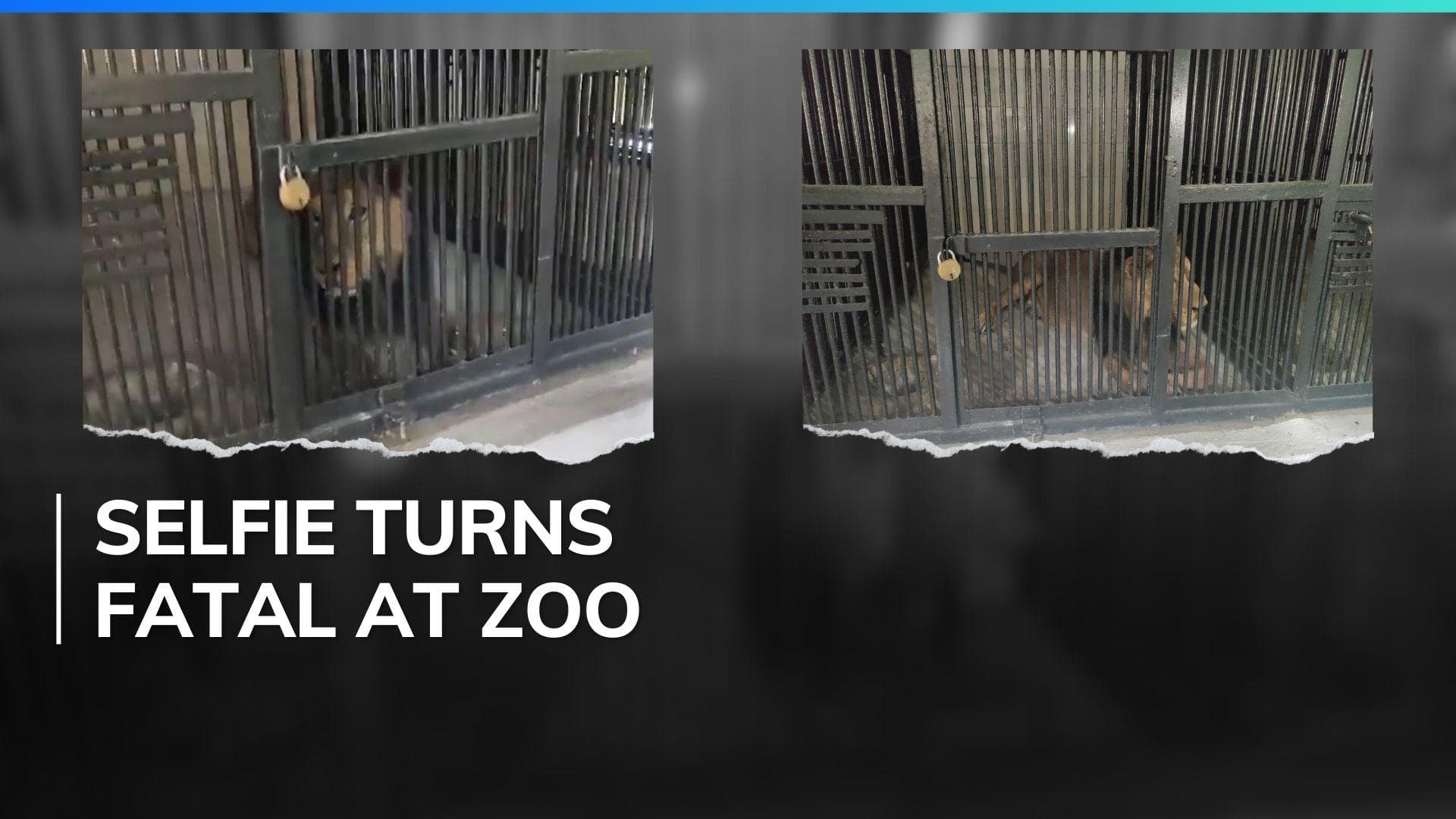 Rajasthan man enters lion’s zoo enclosure for selfie, mauled to death