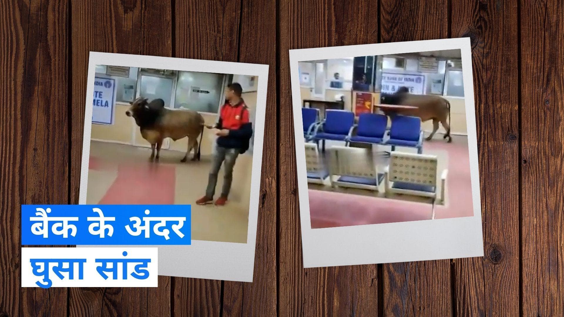 Video: उन्नाव में SBI के अंदर घुसा सांड, बचने के लिए भागने लगे लोग, वीडियो वायरल
