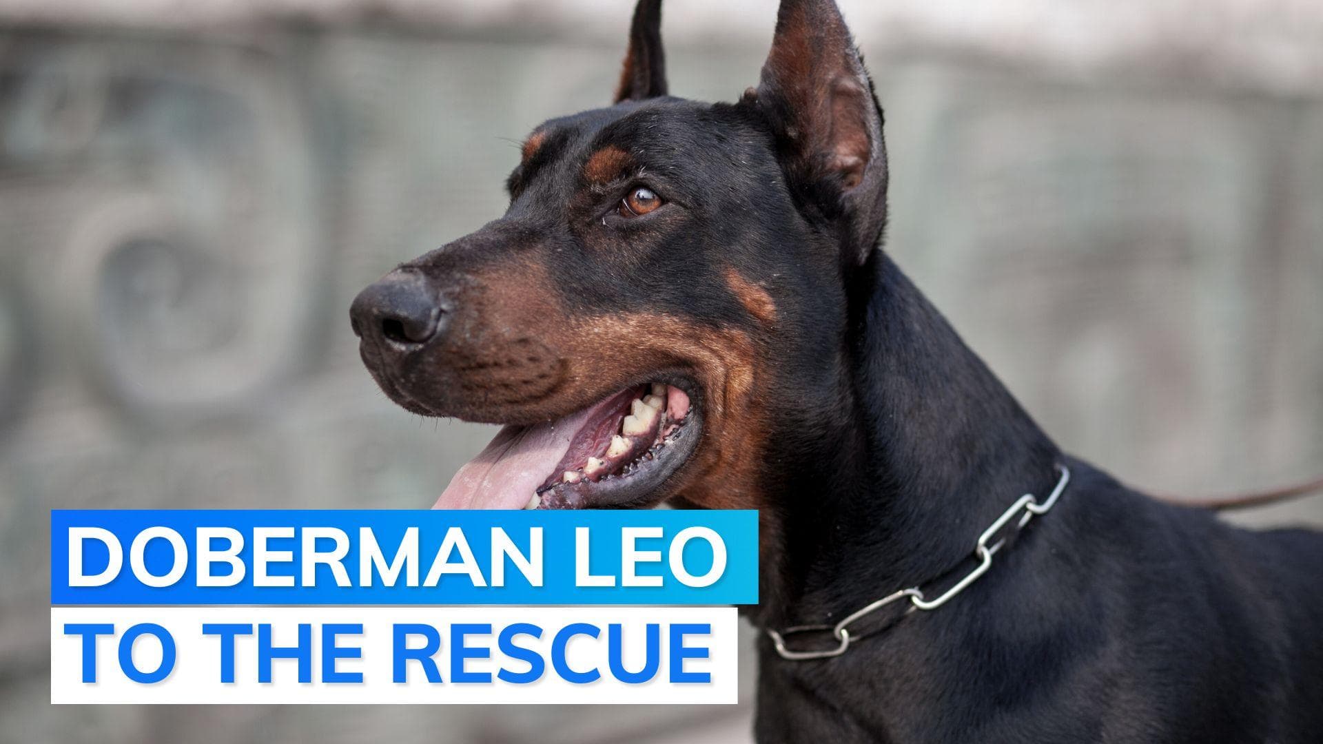 Mumbai Police's sniffer dog finds kidnapped boy in 90 minutes. Here's how