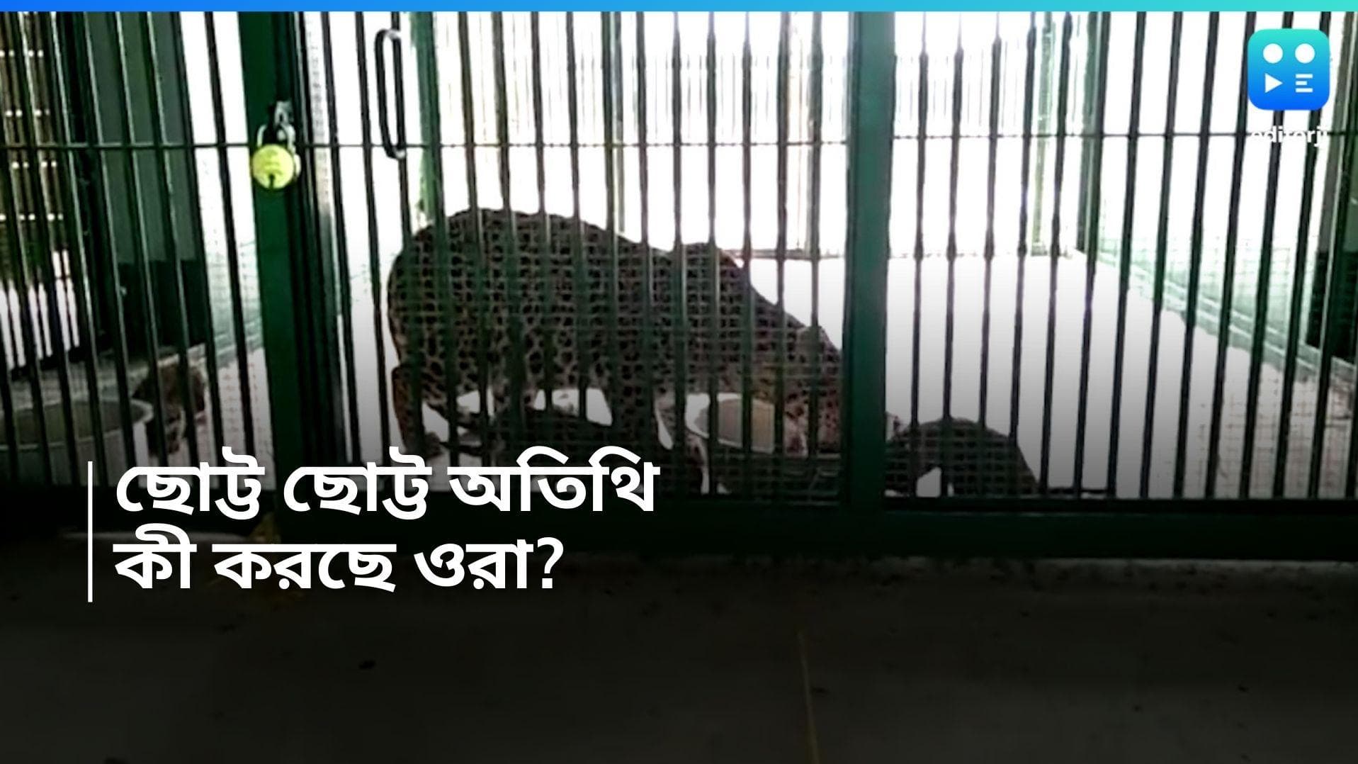 Cooch Behar : কোচবিহারের চিড়িয়াখানায় নতুন সাত অতিথি, রইল পুঁচকে চিতাদের ভিডিয়ো 
