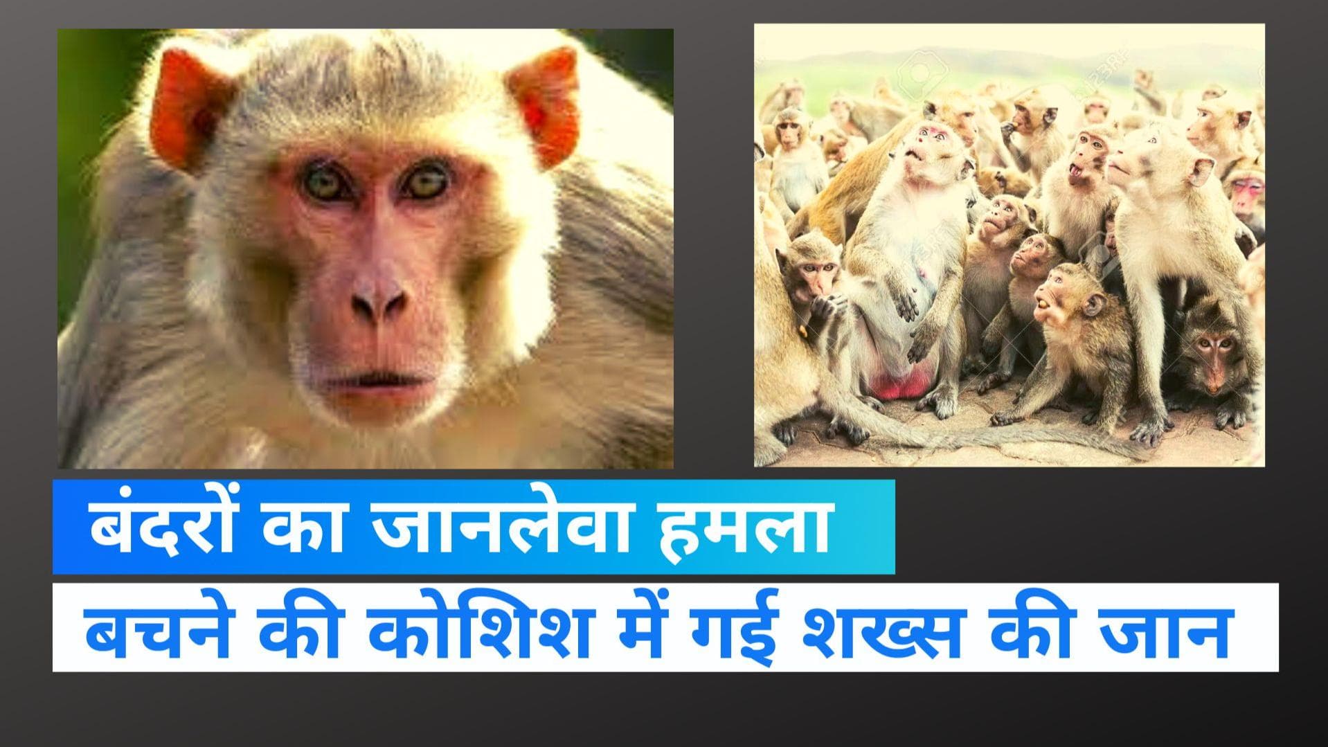 UP News: फिरोजाबाद में बंदरों के हमले में गई शख्स की जान, बचने की कोशिश में छत से गिरा