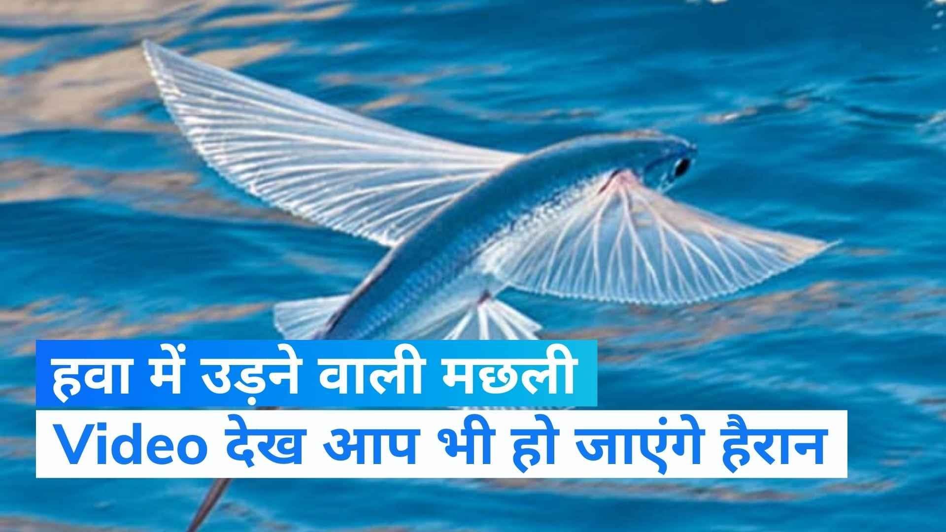  Flying Fish Video: पानी के ऊपर प्लेन की तरह उड़ती है ये मछली, उड़ान देखकर आप भी हो जाएंगे हैरान