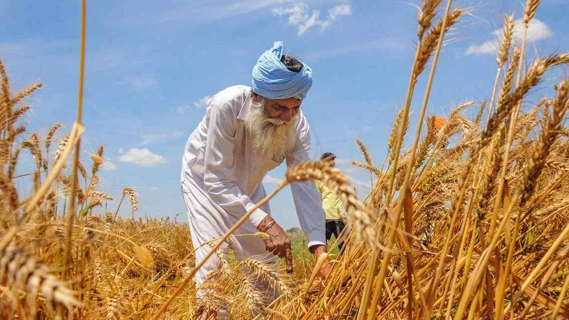 68.4% area registered on Haryana govt portal,  owners qualify for Rabi MSP