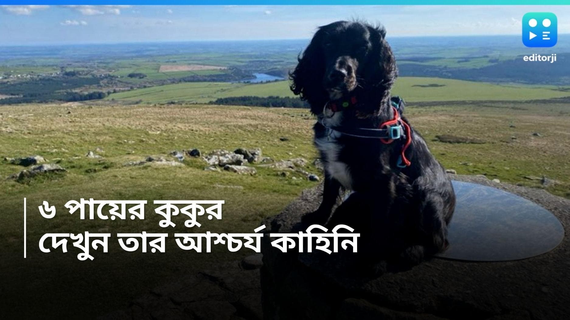 Six-legged Dog Ariel: ছ'পায়ের কুকুর, পেমব্রোকশায়ারের এই সারমেয়কে দেখে চোখ কপালে উঠবে আপনারও, 