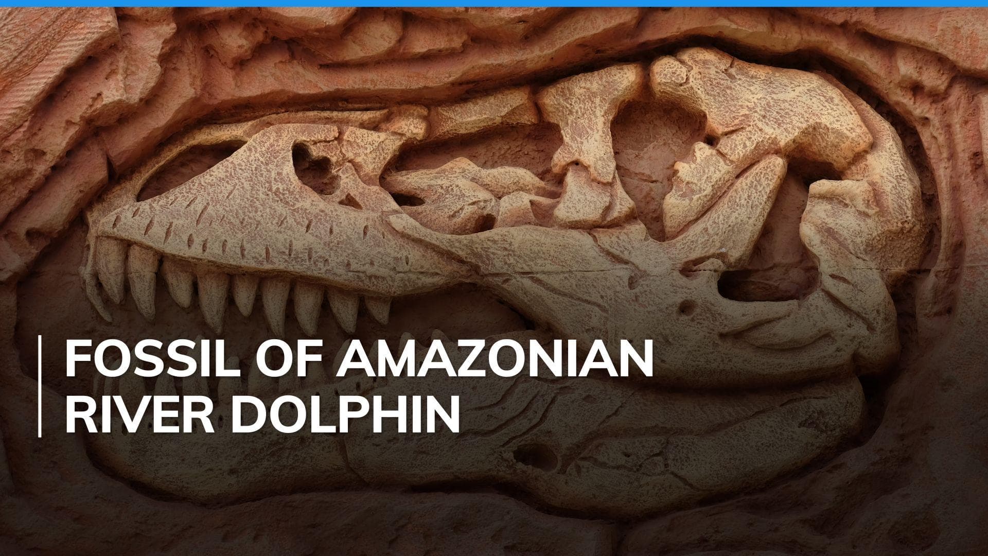 Fossil of 16-million-year-old river dolphin unveiled in Peru