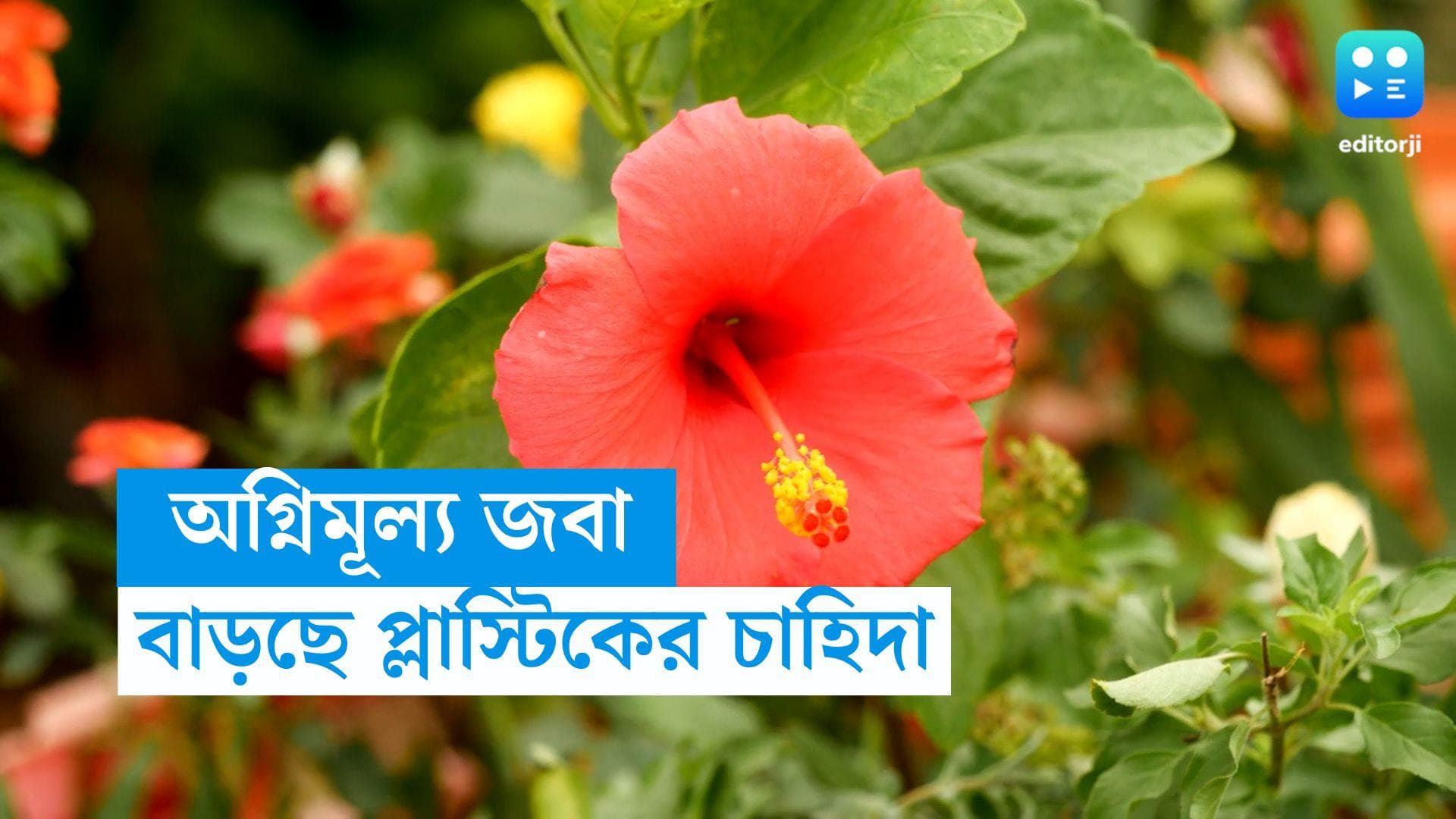 Kali Puja: জবা বহুমূল্য, বাজারেও তেমন নেই, মা কালীর পায়ে তাই প্লাস্টিকের ফুল