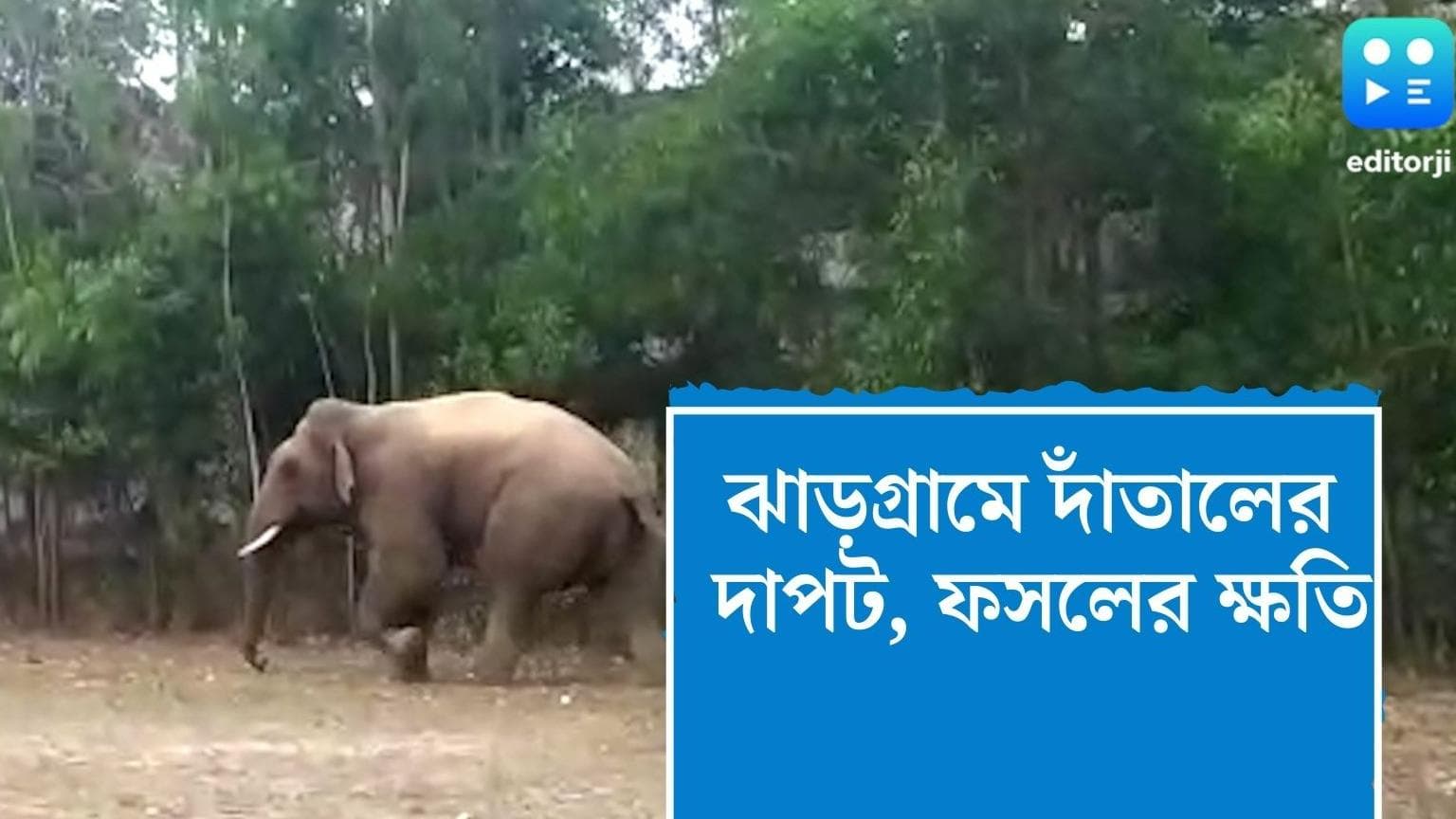 Jhargram Elephant : ঝাড়গ্রামে সকাল থেকে দাপিয়ে বেড়াল দলমার এক দাঁতাল, ক্ষতি ফসলের