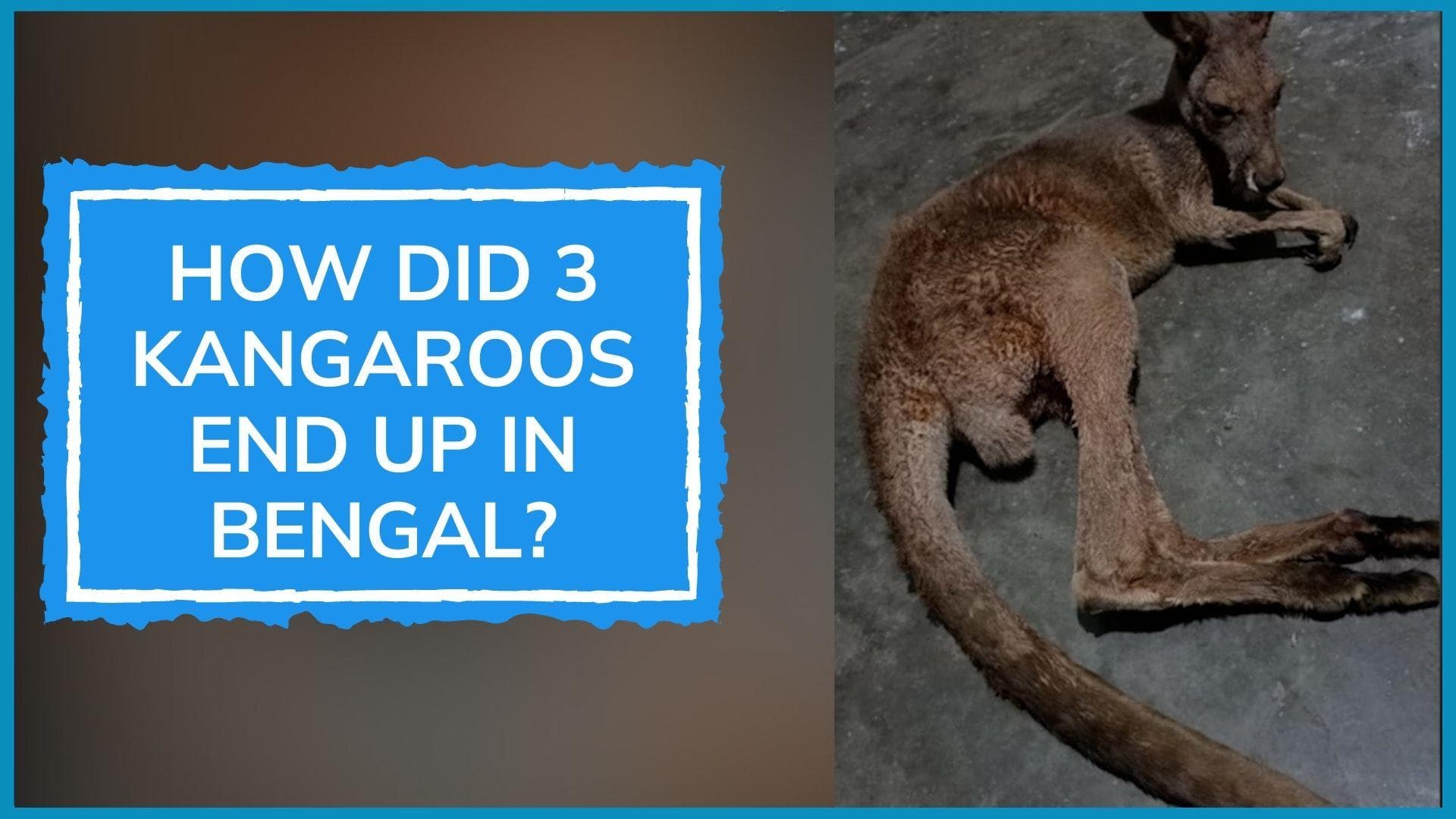 Watch: Injured kangaroos found in Bengal, days after one was rescued from alleged traffickers