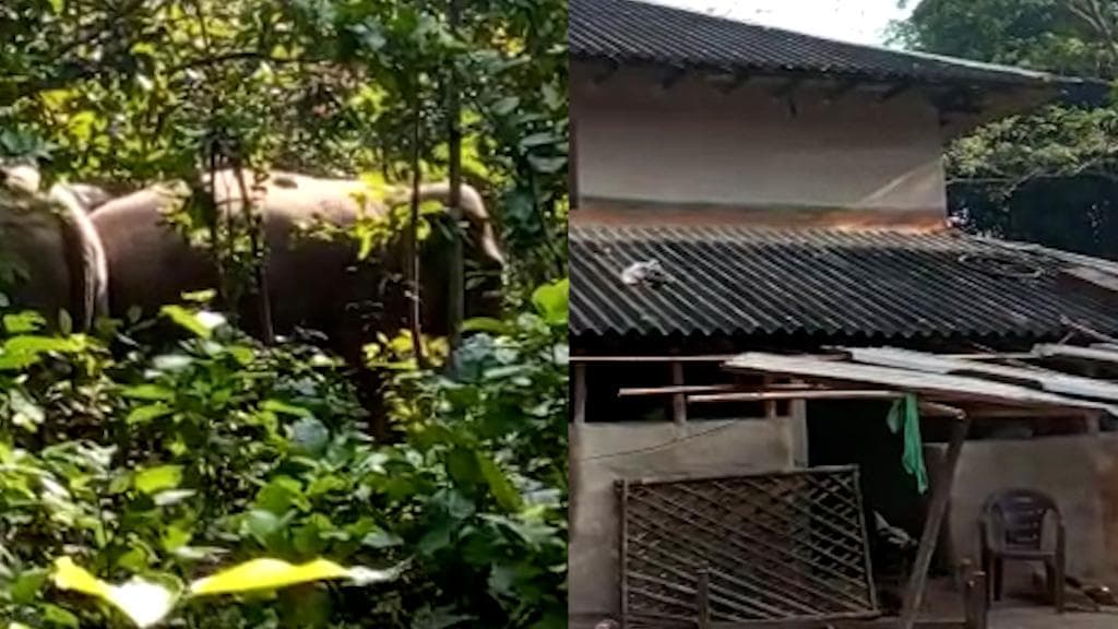 Elephant:  রাতভর হাতির তাণ্ডব! আতঙ্কে দিন কাটছে রাঙামাটির বাসিন্দাদের