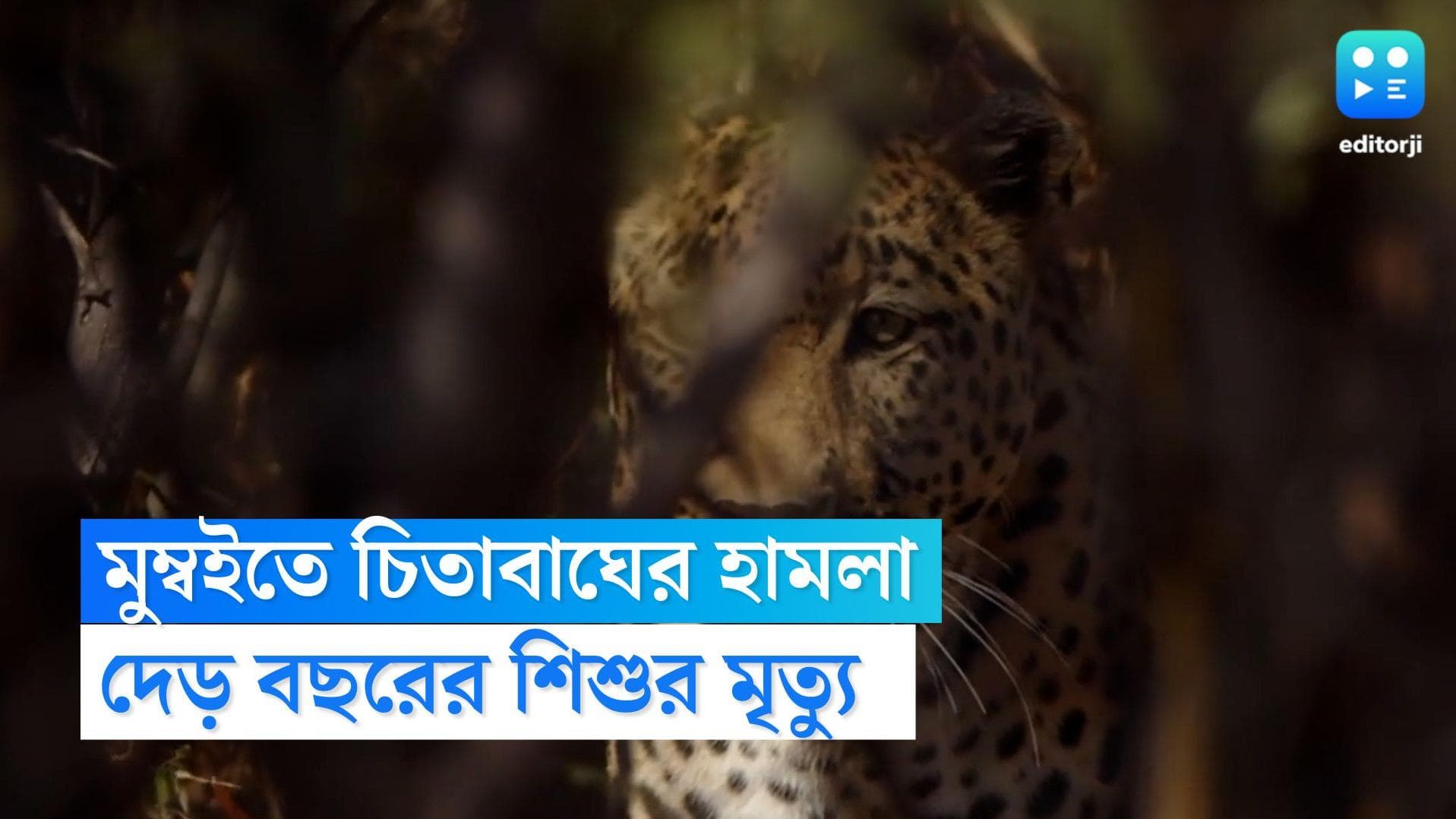Leopard killed kid : বাড়ি থেকে ৩০ ফুটের মধ্যেই চিতাবাঘের আক্রমণে মুম্বইতে দেড় বছরের শিশুর মৃত্যু