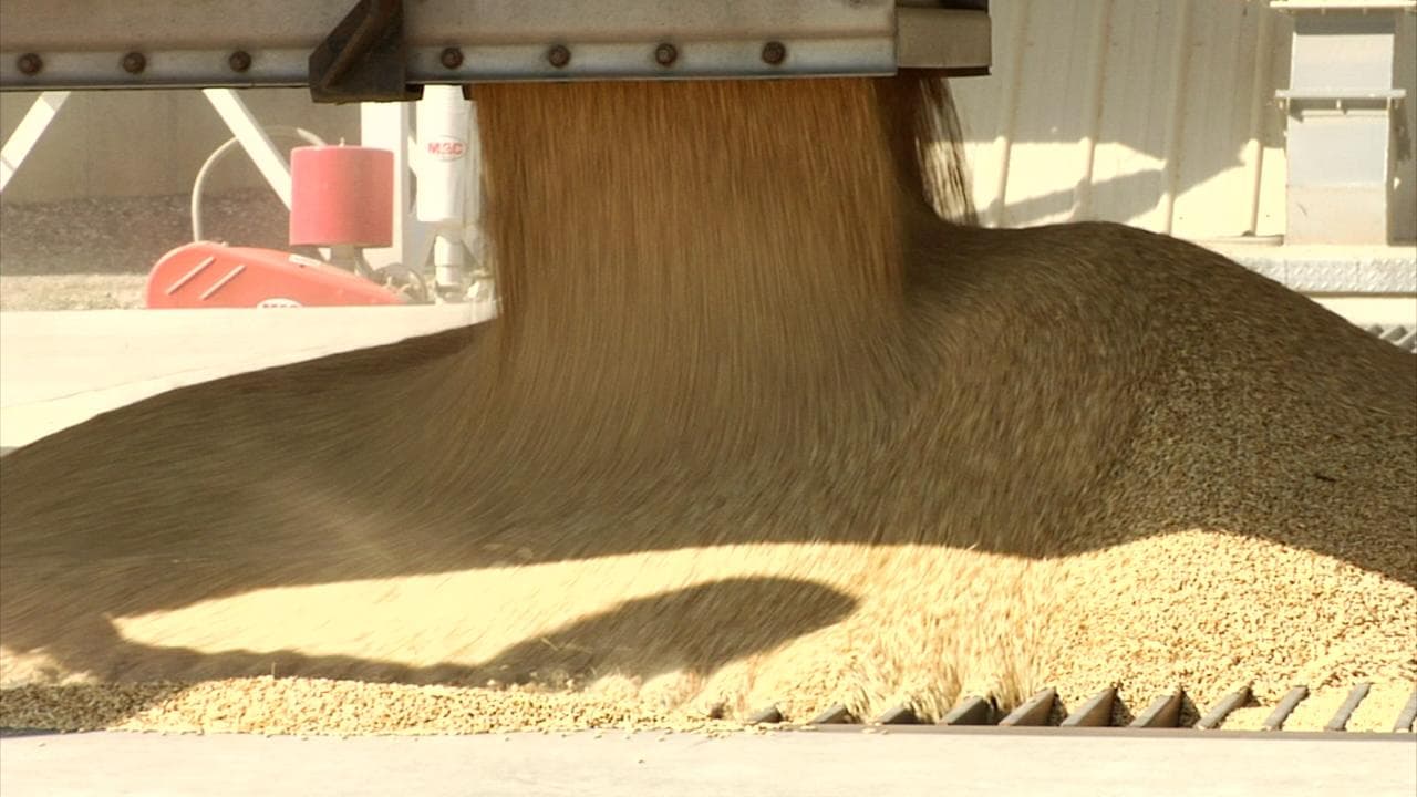 Haryana: wheat procurement begins in Karnal