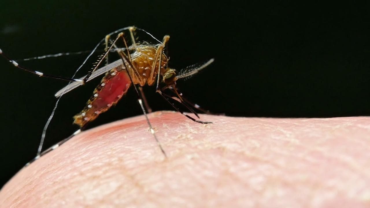 Malaria के खिलाफ दुनिया को मिली बड़ी कामयाबी, WHO ने पहली वैक्सीन को दी मंजूरी