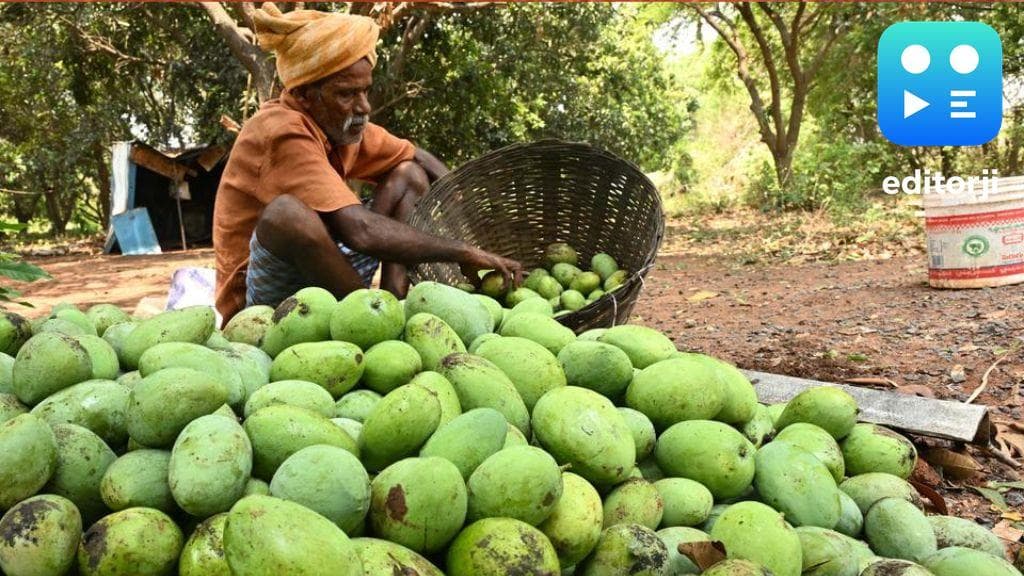 Weather-induced pest threats growing in UP mango orchards