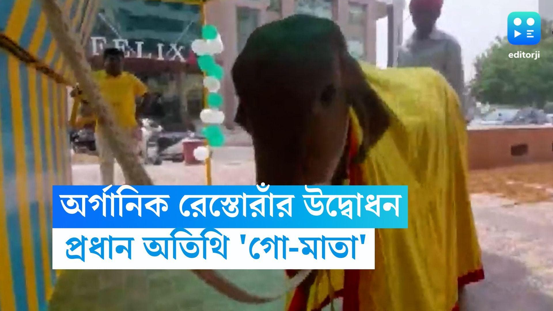 Cow as Guest Of Honor: লাল পাড়, হলুদ শাড়ি, রেস্তারাঁর উদ্বোধনে প্রধান অতিথি 'গো-মাতা'