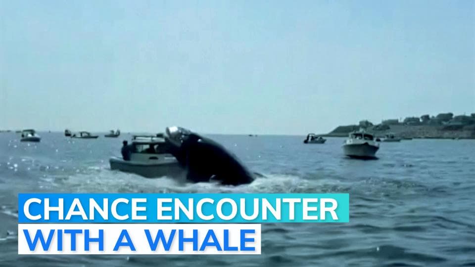 Caught on camera: humpback whale lands on nearby boat