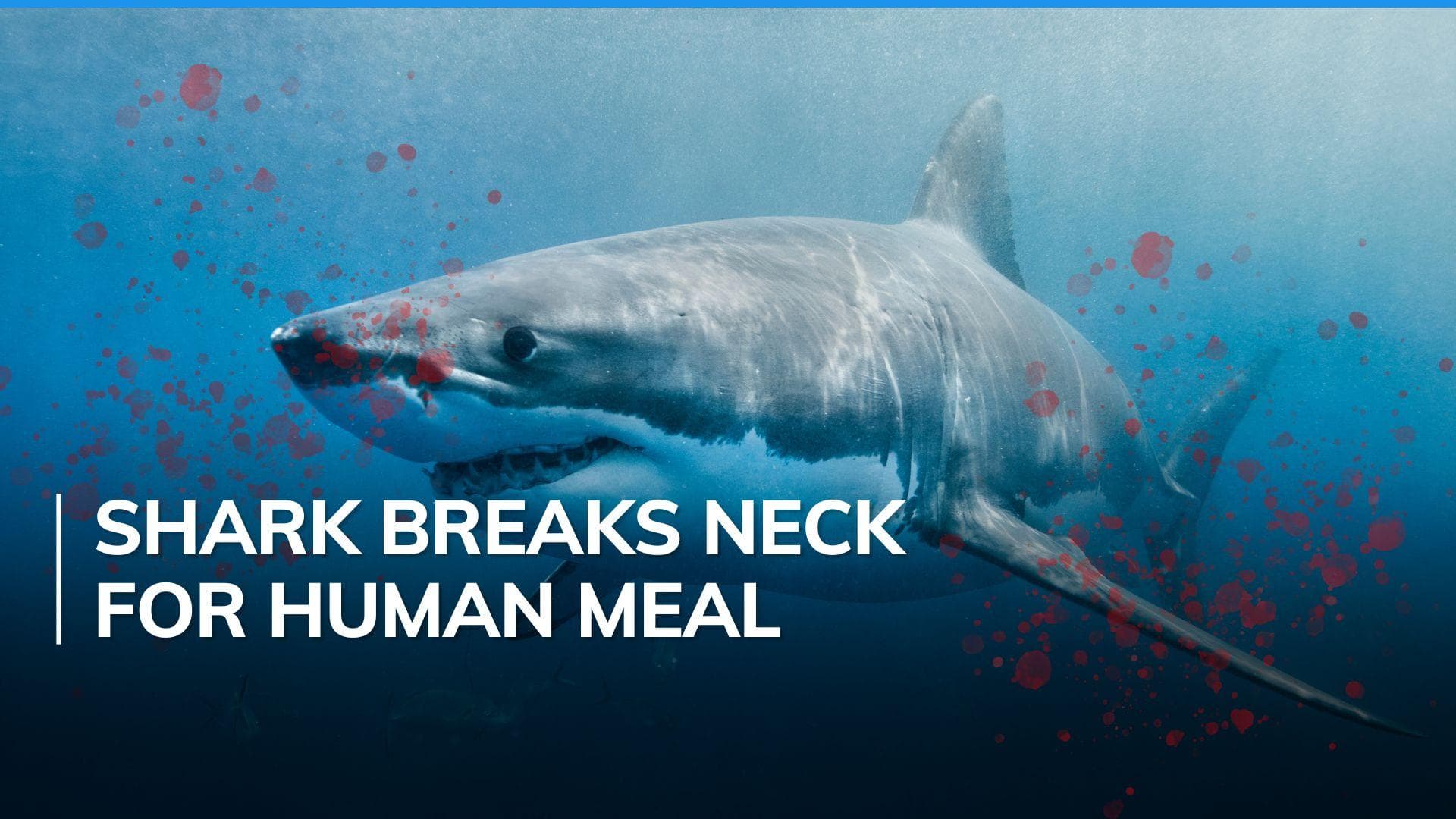 Shark bangs head against cage to eat divers, dies in ocean | Watch