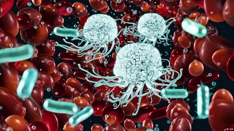 How does our immune system function?