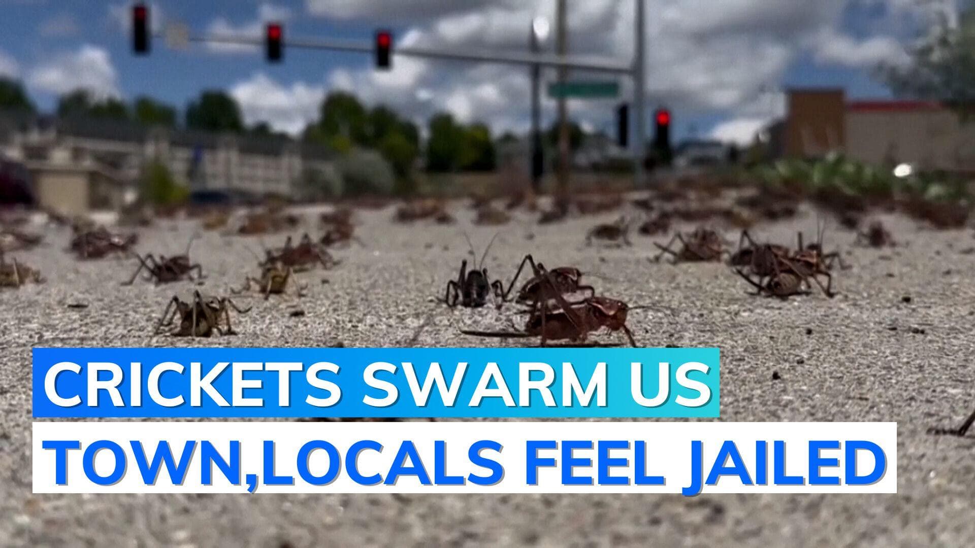 US: 'cannibalistic' crickets are everywhere in Nevada town | Watch