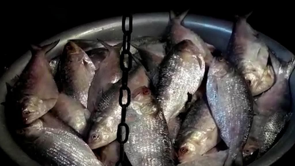Hilsa: কালীপুজো, ভাইফোঁটার আগেই বাংলাদেশ থেকে ঢুকবে প্রচুর ইলিশ