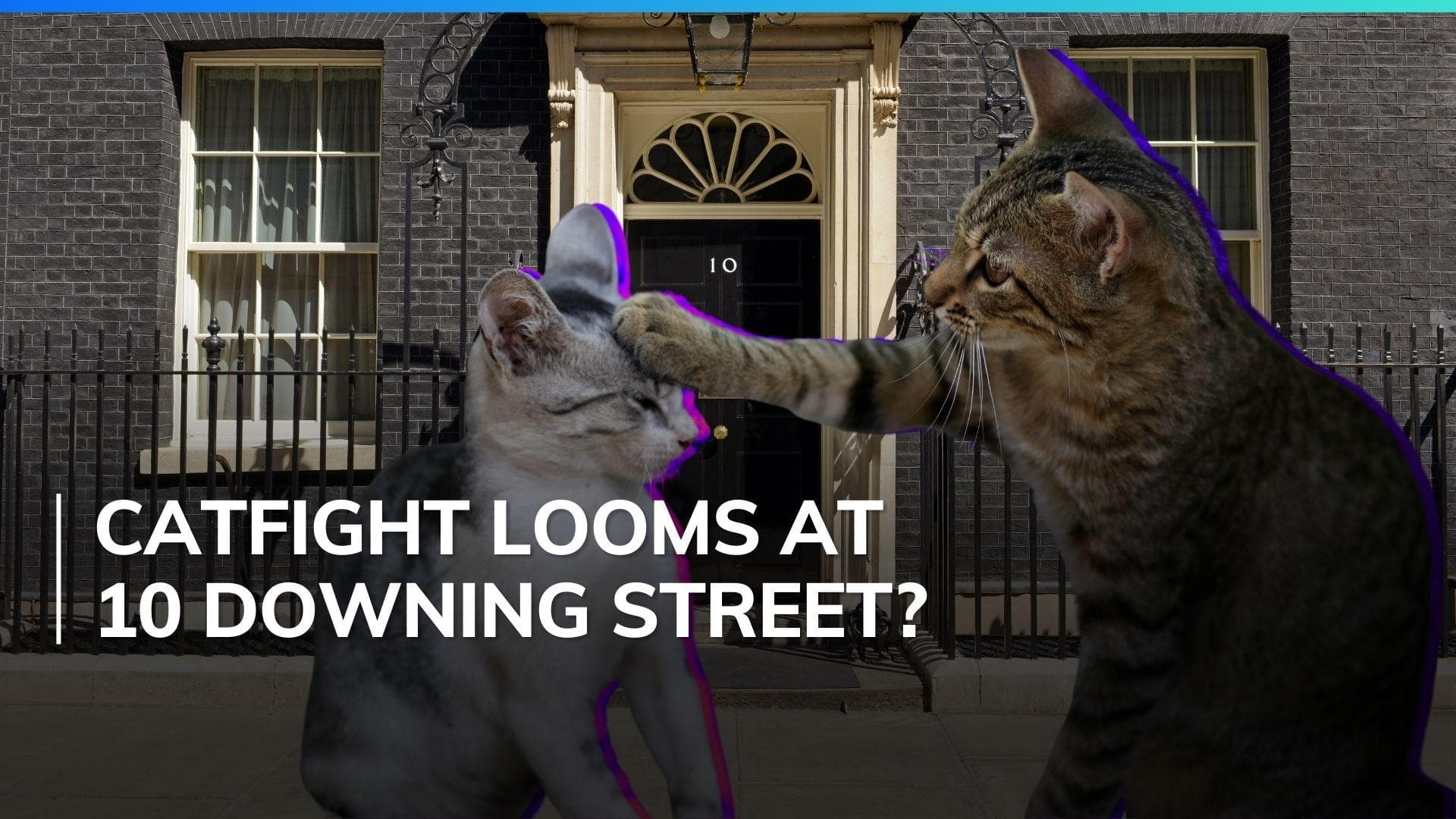 Buddy or rival? Larry the cat has company at 10 Downing Street
