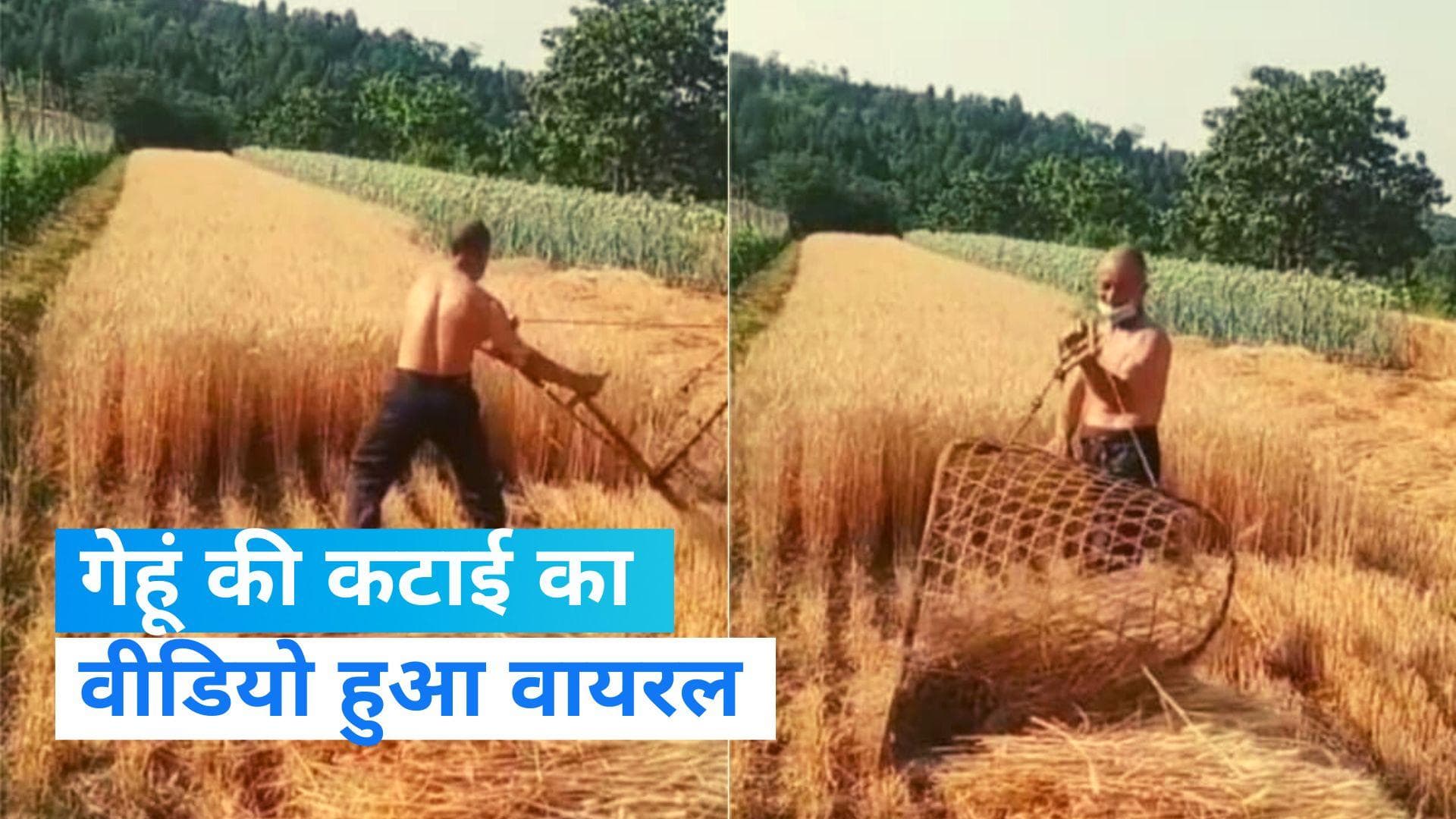 Viral Video: देसी जुगाड़ से शख्स ने बड़े आराम से की गेहूं की कटाई, वीडियो हुआ वायरल