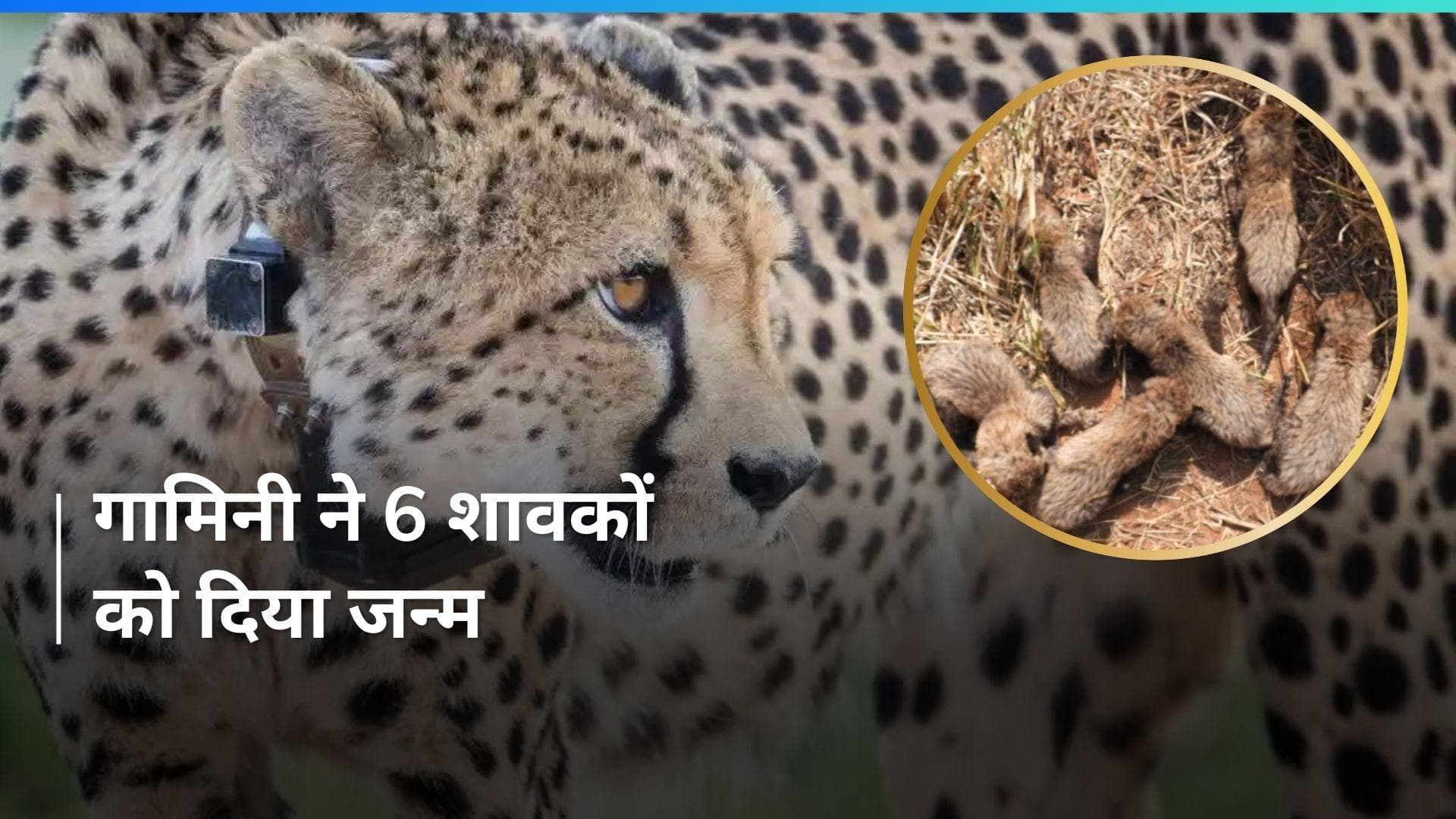 Kuno National Park: गामिनी ने 5 नहीं, 6 शावकों को दिया जन्म, कूनो की मादा चीता ने बनाया ये वर्ल्ड रिकॉर्ड