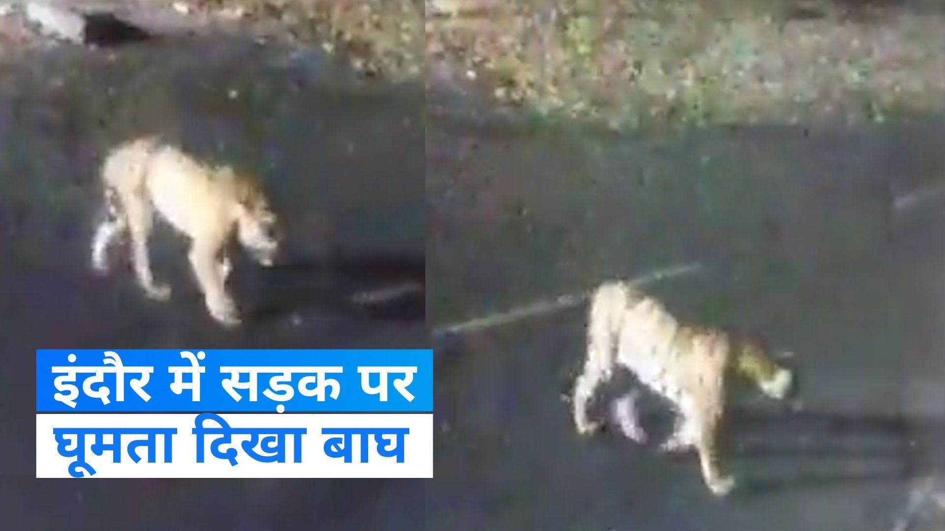 MP News : इंदौर के पास अंबेडकर नगर में सड़क पर घूमता दिखा बाघ...दहशत में लोग