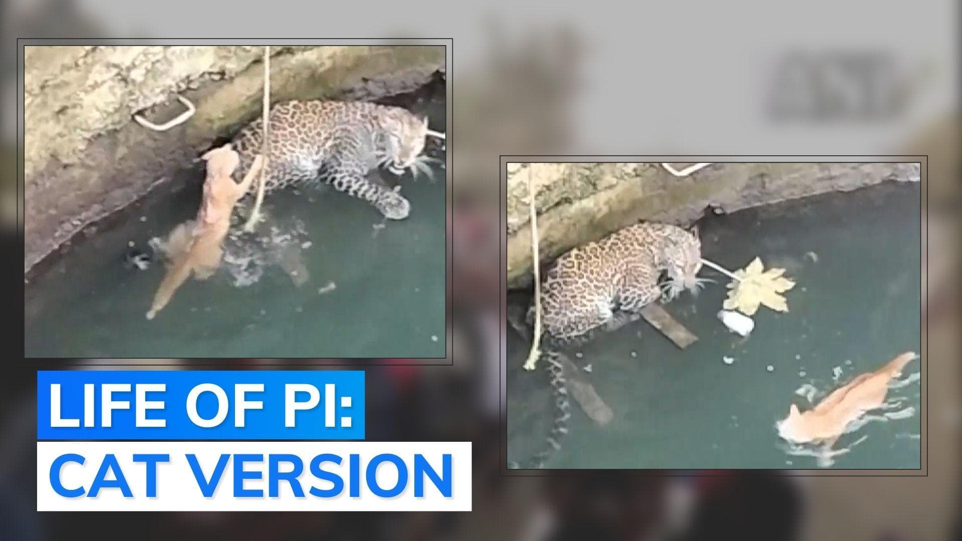 Leopard, cat fall into well; cat jumps on leopard's back to escape, but fails. Watch what happened next