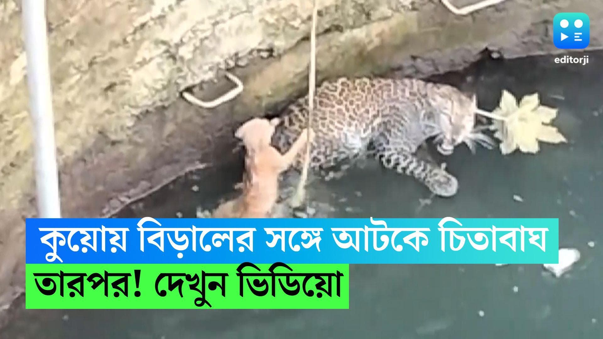 Viral Video : একই কুয়োয় মাসি বিড়ালের সঙ্গে আটকে চিতাবাঘ, তারপর ? দেখুন ভিডিও