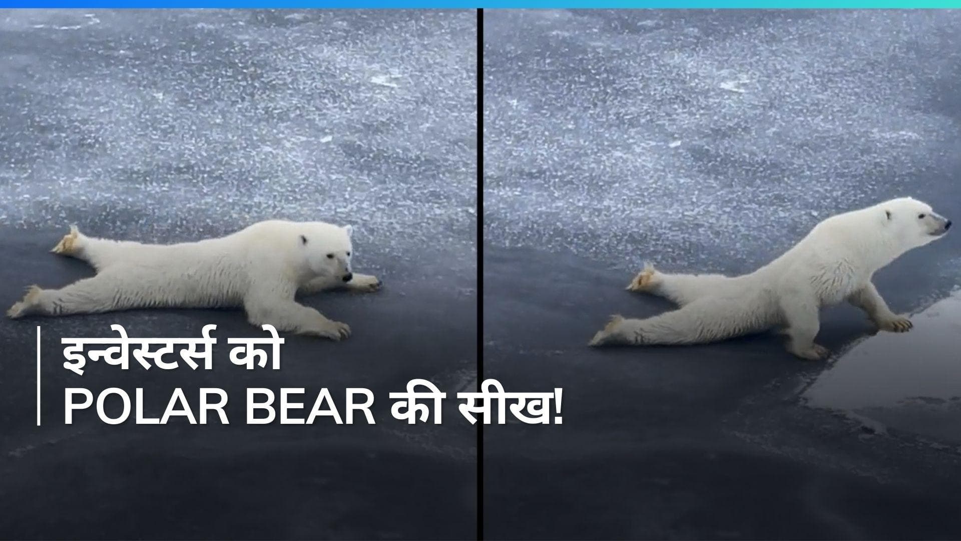 Polar Bear का वीडियो शेयर कर Anand Mahindra ने दी निवेशक को सलाह