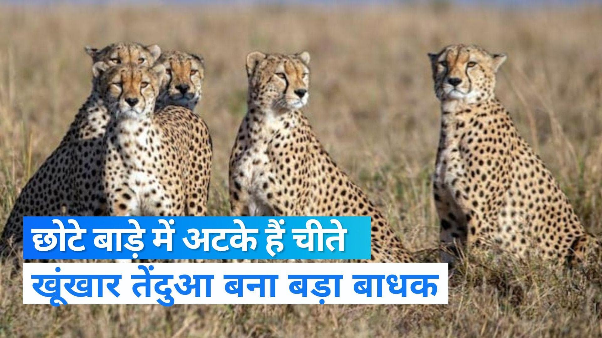 Kuno National Park: 49 दिन से छोटे बाड़े में अटके हैं चीते, खूंखार तेंदुआ चीतों के लिए बना बड़ा बाधक