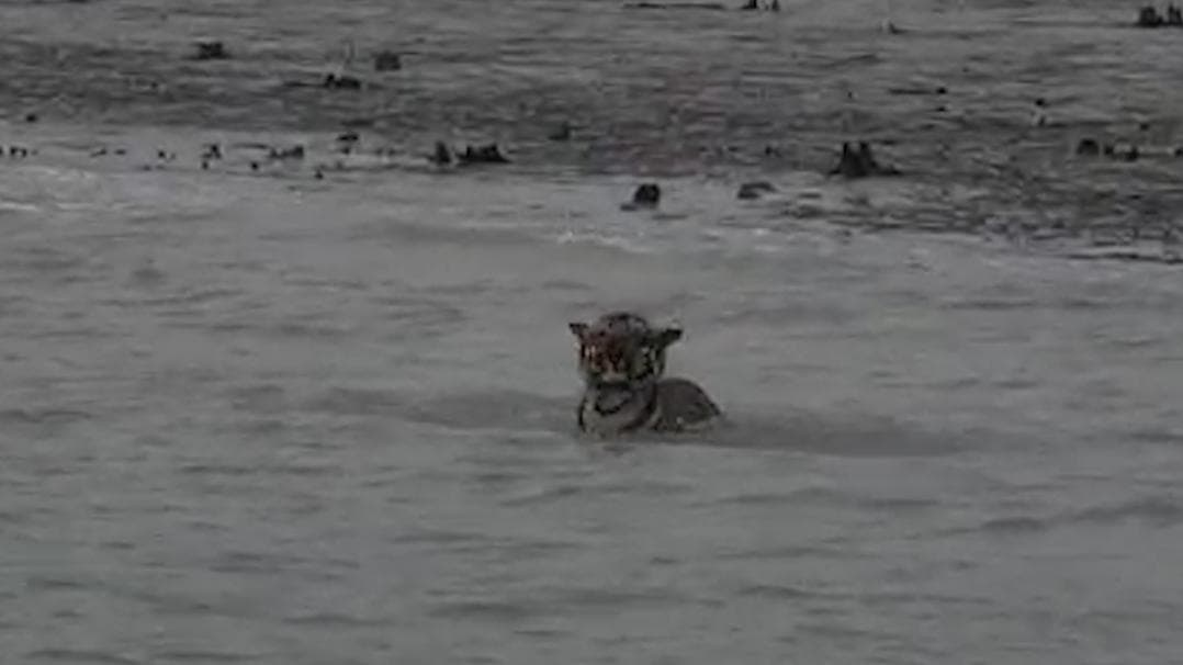 Mamata Banerjee: কুলতলিকে বাঘ ধরতে অভিযান, সবাইকে পুরস্কার দেওয়ার ঘোষণা মমতার