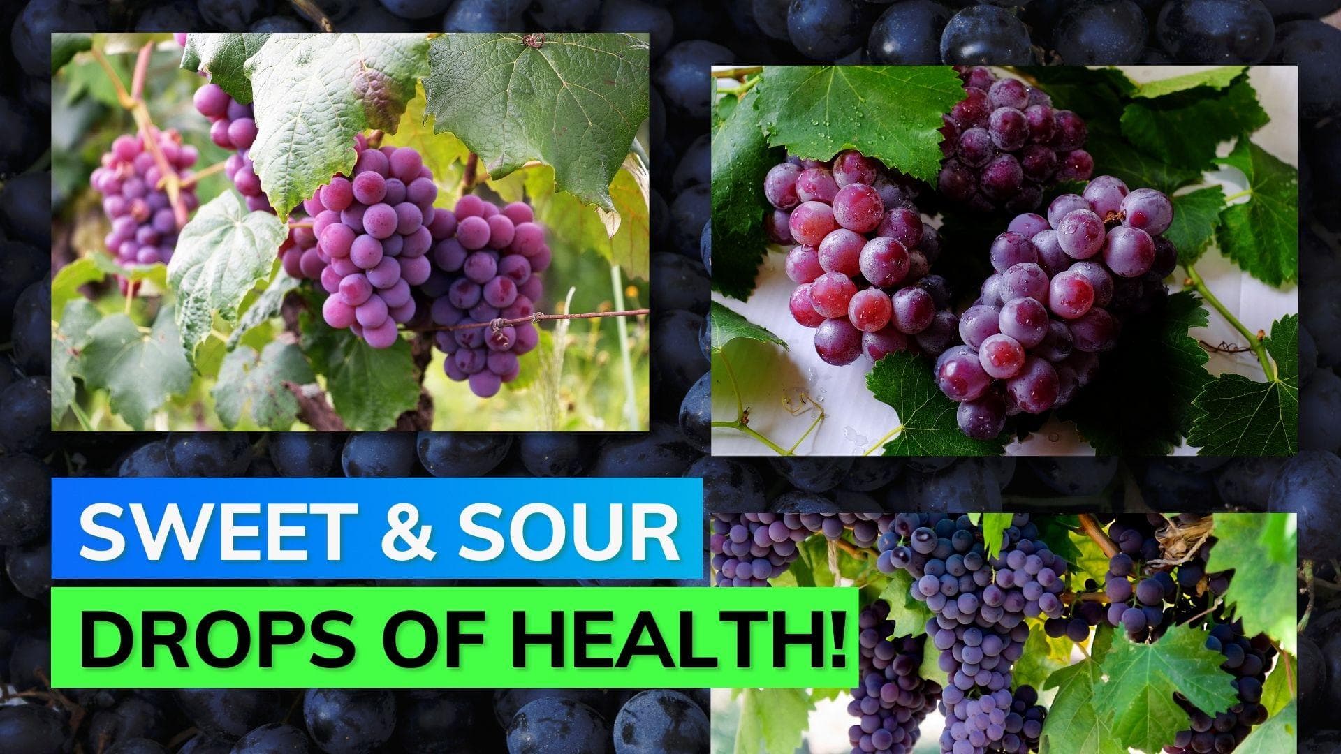 Know the uncountable health benefits of eating black grapes 
