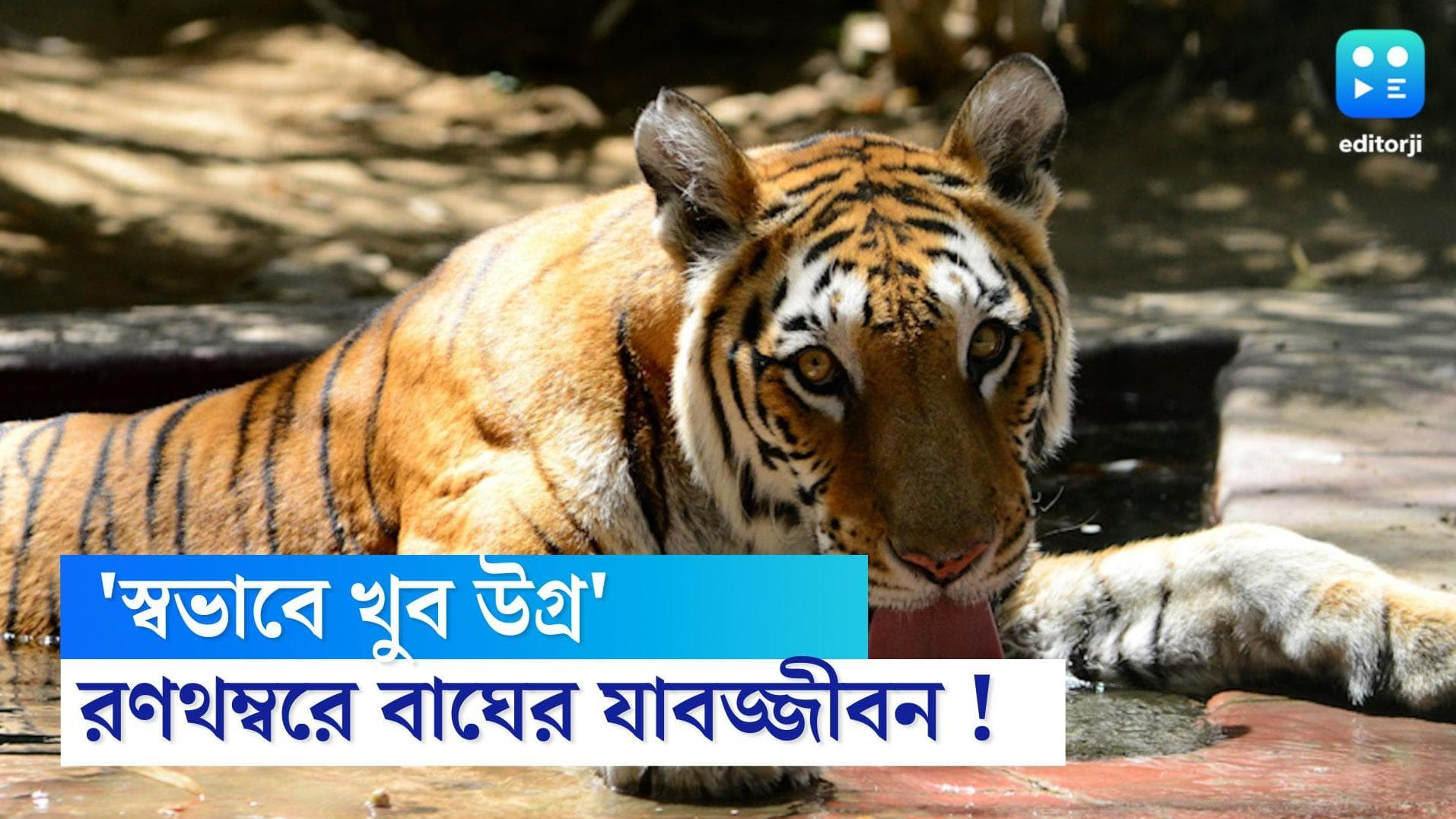 Ranthambore Tiger : স্বভাবে 'উগ্র', মানুষখেকো বাঘের যাবজ্জীবন কারাদণ্ড রণথম্বোরে 