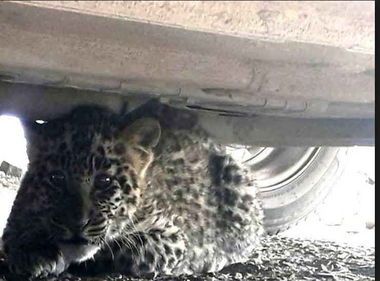 नासिक: तेंदुए के हमले में 2 मीडियाकर्मी समेत 3 लोग घायल