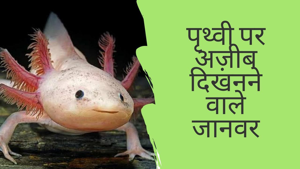 पृथ्वी पर अजीब दिखने वाले जानवर